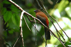 Harpactes duvaucelii