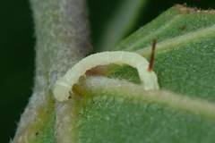 Marumba dyras