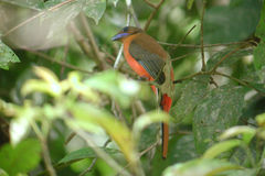 Harpactes duvaucelii