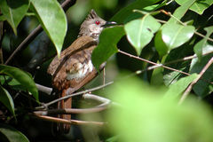 Brachypodius eutilotus