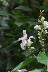 Justicia adhatodoides