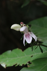 Justicia adhatodoides