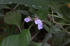 Justicia petiolaris