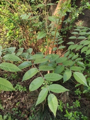 Aralia decaisneana