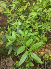 Zanthoxylum armatum