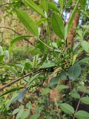 Zanthoxylum armatum