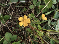 Potentilla freyniana