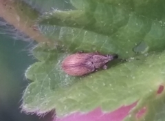Malvapion malvae