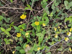 Potentilla freyniana