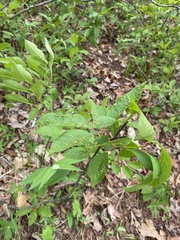 Eriophyes emarginatae