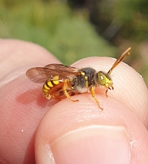 Nomada bifasciata