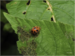 Diekeana admirabilis