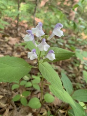 Scutellaria serrata