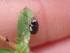 Cryptocephalus moraei