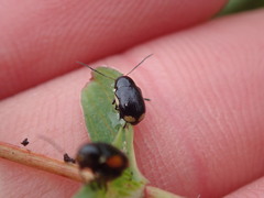 Cryptocephalus moraei