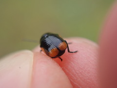 Cryptocephalus moraei