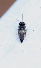 Calosotinae