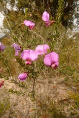 Gompholobium glabristylum