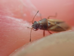 Cymus melanocephalus