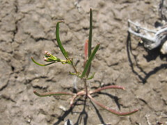 Lepidium pumilum
