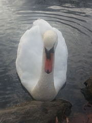 Cygnus olor