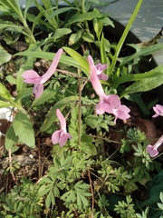 Corydalis decumbens