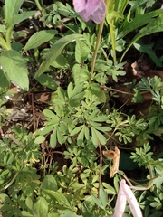 Corydalis decumbens