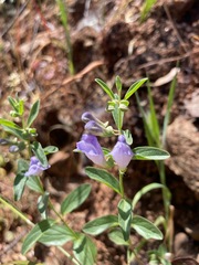 Scutellaria antirrhinoides