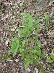 Eriophyes emarginatae