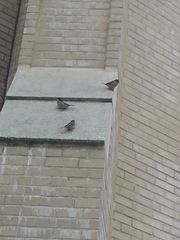 Passer domesticus