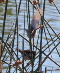 Cistothorus palustris