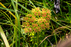 Crassula alba