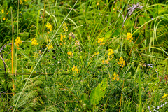 Crotalaria globifera