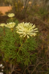 Petrophile divaricata