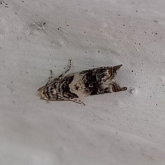 Epinotia subocellana