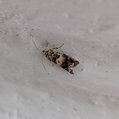 Epinotia subocellana