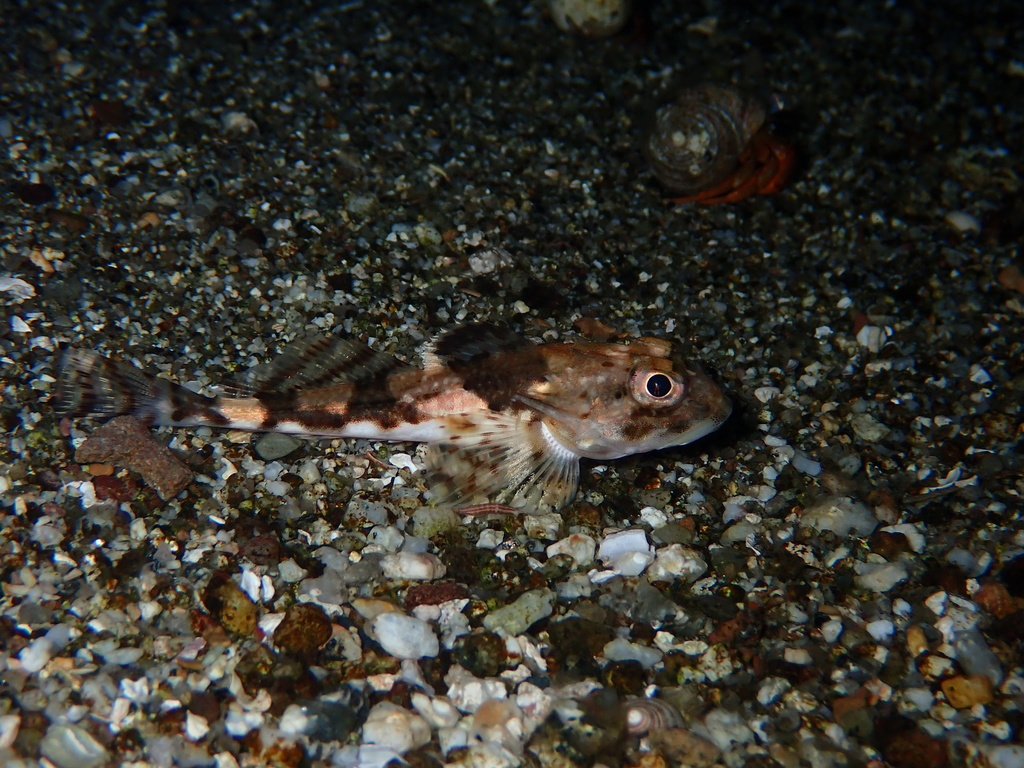 Longhorn Sculpin