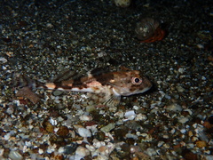 Longhorn Sculpin photo 1