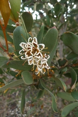 Hakea pandanicarpa