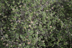 Drosanthemum globosum