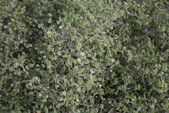 Drosanthemum globosum