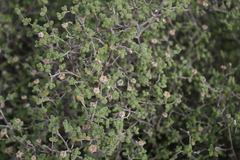 Drosanthemum globosum