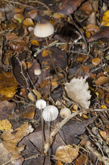 Mycena cystidiosa