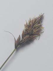 Carex disticha