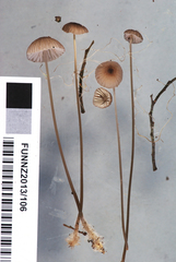 Mycena cystidiosa