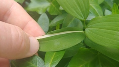 Polygonatum biflorum