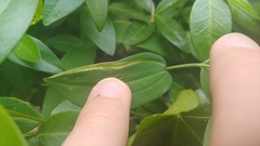 Polygonatum biflorum