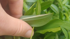 Polygonatum biflorum