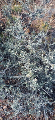 Helichrysum zeyheri