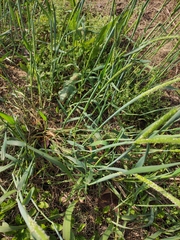 Alopecurus japonicus